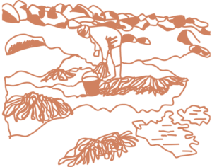illustration cueillette d'algues