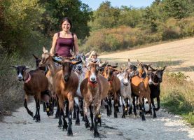 Claire Genet de la Ferme Ulteria avec ses chèvres